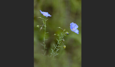 Österreichischer Lein (Linum austriacum)