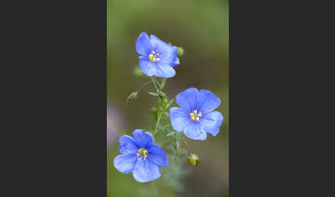 Österreichischer Lein (Linum austriacum)