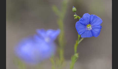 Österreichischer Lein (Linum austriacum)