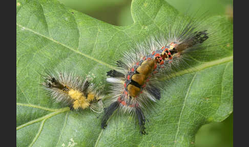 Schlehen-Bürstenspinner (Orgyia antiqua)