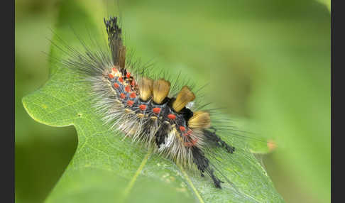 Schlehen-Bürstenspinner (Orgyia antiqua)