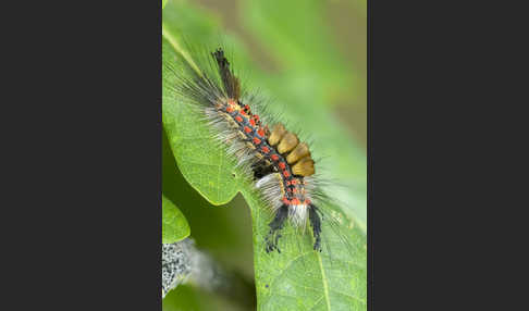 Schlehen-Bürstenspinner (Orgyia antiqua)