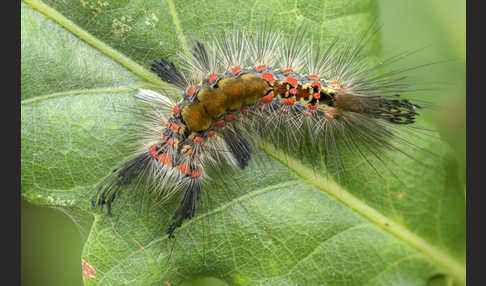 Schlehen-Bürstenspinner (Orgyia antiqua)