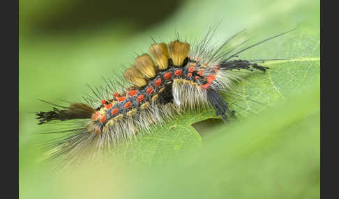 Schlehen-Bürstenspinner (Orgyia antiqua)