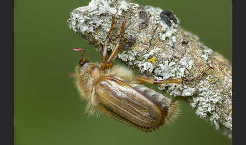 Gerippter Brachkäfer (Amphimallon solstitiale)