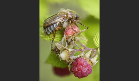 Gerippter Brachkäfer (Amphimallon solstitiale)