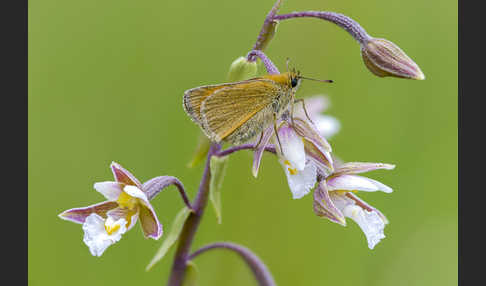 Braunkolbiger Braundickkopffalter (Thymelicus sylvestris)