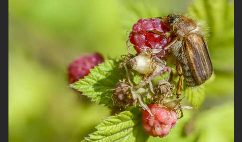 Gerippter Brachkäfer (Amphimallon solstitiale)