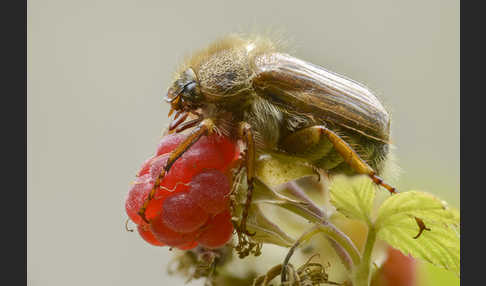 Gerippter Brachkäfer (Amphimallon solstitiale)