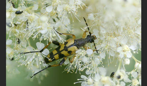 Gefleckter Schmalbock (Leptura maculata)