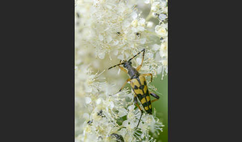 Gefleckter Schmalbock (Leptura maculata)