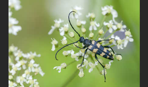 Vierbindiger Schmalbock (Leptura quadrifasciata)