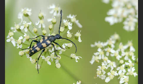 Vierbindiger Schmalbock (Leptura quadrifasciata)