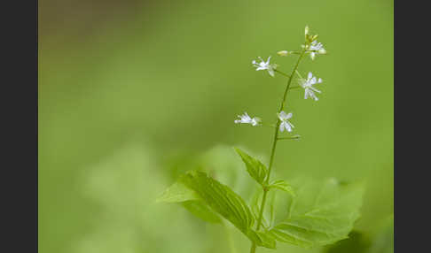 Mittleres Hexenkraut (Circaea x intermedia)