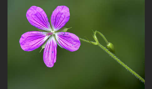 Sumpf-Storchschnabel (Geranium palustre)