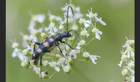 Vierbindiger Schmalbock (Leptura quadrifasciata)