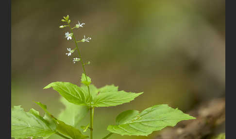 Mittleres Hexenkraut (Circaea x intermedia)