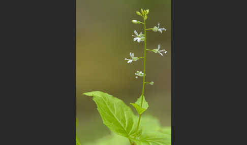 Mittleres Hexenkraut (Circaea x intermedia)