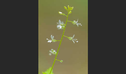 Mittleres Hexenkraut (Circaea x intermedia)