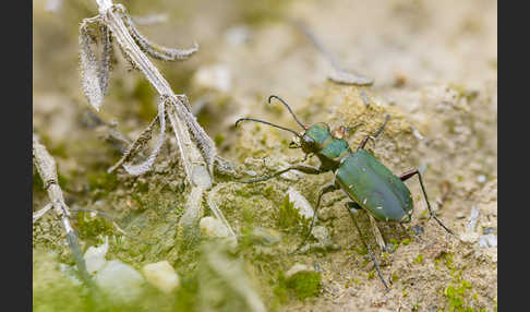 Feld-Sandlaufkäfer (Cicindela campestris)