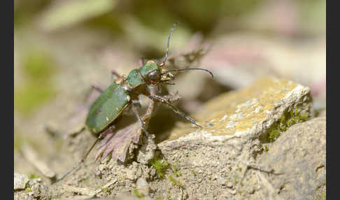 Feld-Sandlaufkäfer (Cicindela campestris)