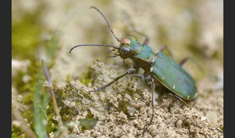 Feld-Sandlaufkäfer (Cicindela campestris)