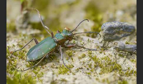 Feld-Sandlaufkäfer (Cicindela campestris)