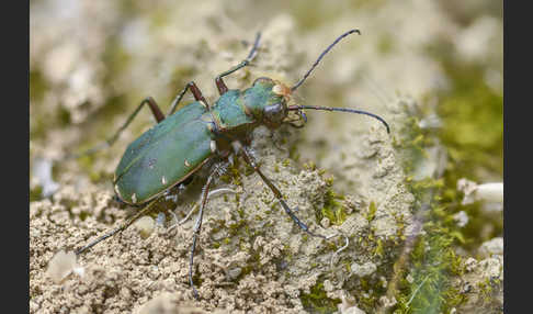 Feld-Sandlaufkäfer (Cicindela campestris)