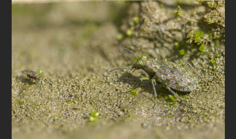 Kleiner Uferläufer (Elaphrus riparius)