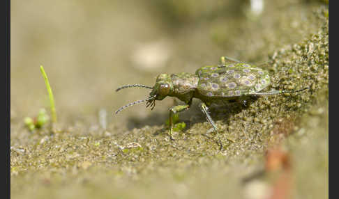 Kleiner Uferläufer (Elaphrus riparius)