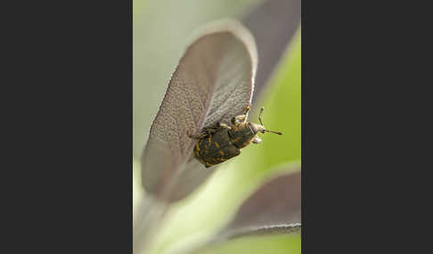 Großer Brauner Rüsselkäfer (Hylobius abietis)