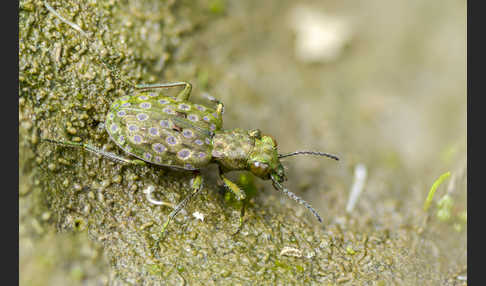 Kleiner Uferläufer (Elaphrus riparius)