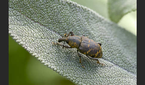 Großer Brauner Rüsselkäfer (Hylobius abietis)