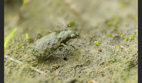 Kleiner Uferläufer (Elaphrus riparius)