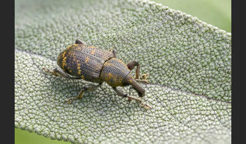 Großer Brauner Rüsselkäfer (Hylobius abietis)