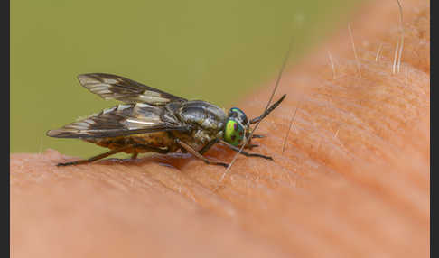 Goldaugenbremse (Chrysops relictus)