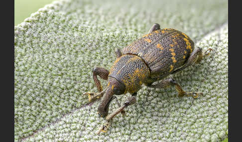 Großer Brauner Rüsselkäfer (Hylobius abietis)