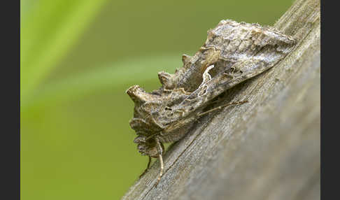 Gammaeule (Autographa gamma)