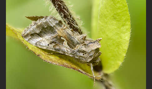 Gammaeule (Autographa gamma)