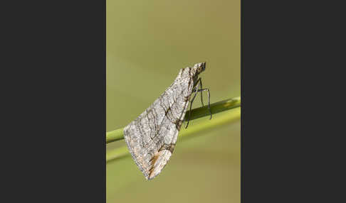 Großer Johanniskrautspanner (Aplocera plagiata)