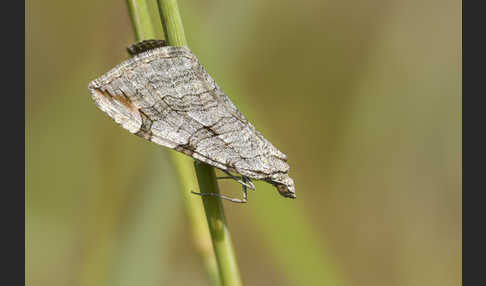 Großer Johanniskrautspanner (Aplocera plagiata)