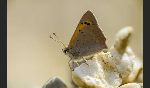 Kleiner Feuerfalter (Lycaena phlaeas)