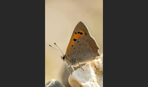 Kleiner Feuerfalter (Lycaena phlaeas)