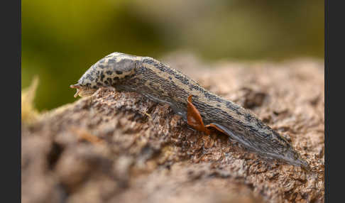 Großer Schnegel (Limax maximus)