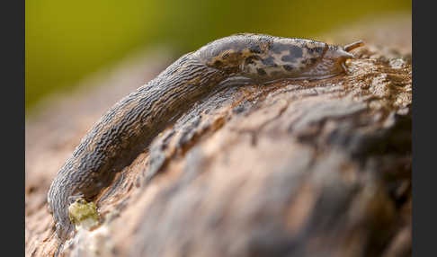 Großer Schnegel (Limax maximus)