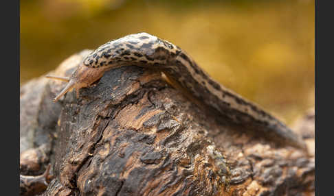 Großer Schnegel (Limax maximus)