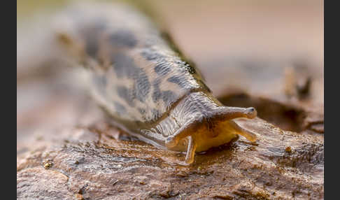 Großer Schnegel (Limax maximus)