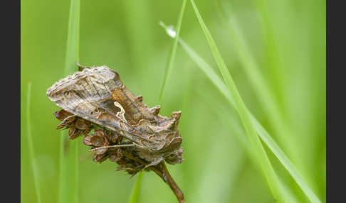 Gammaeule (Autographa gamma)