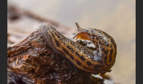 Großer Schnegel (Limax maximus)