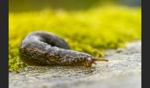 Großer Schnegel (Limax maximus)